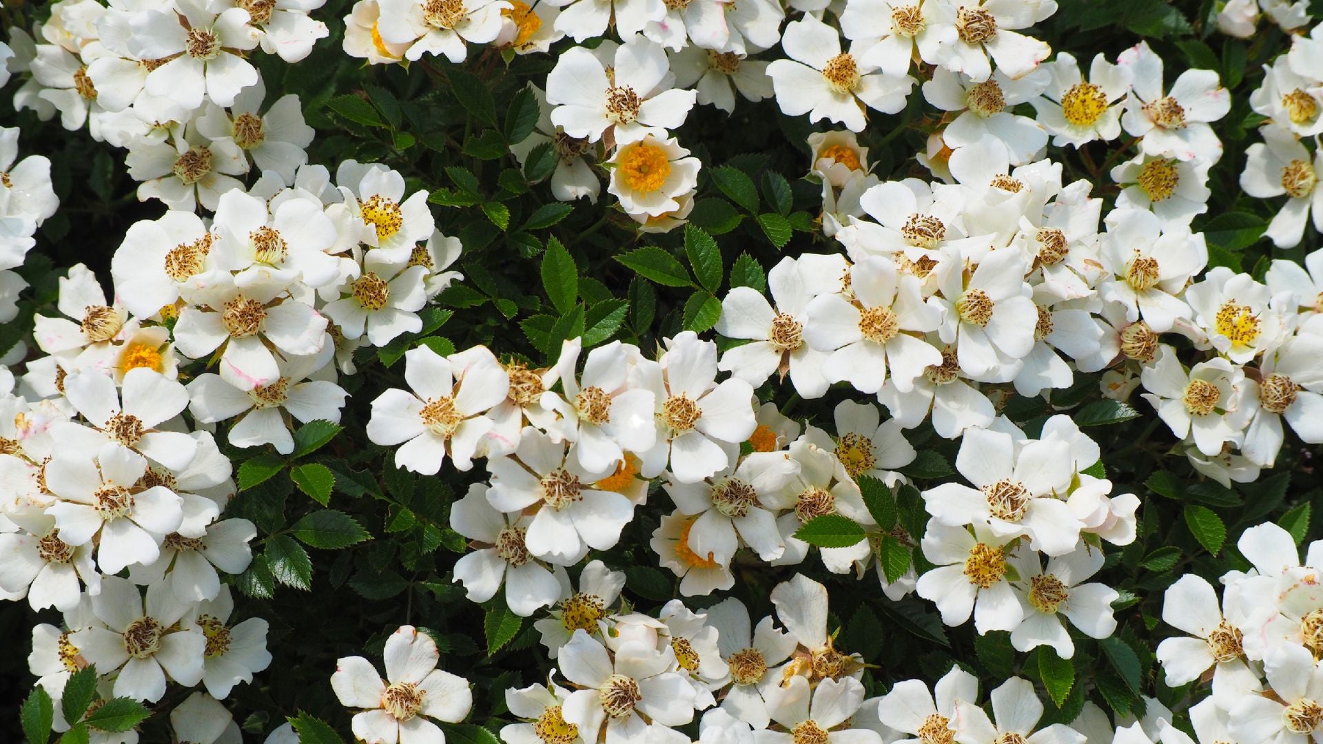 white musk flower